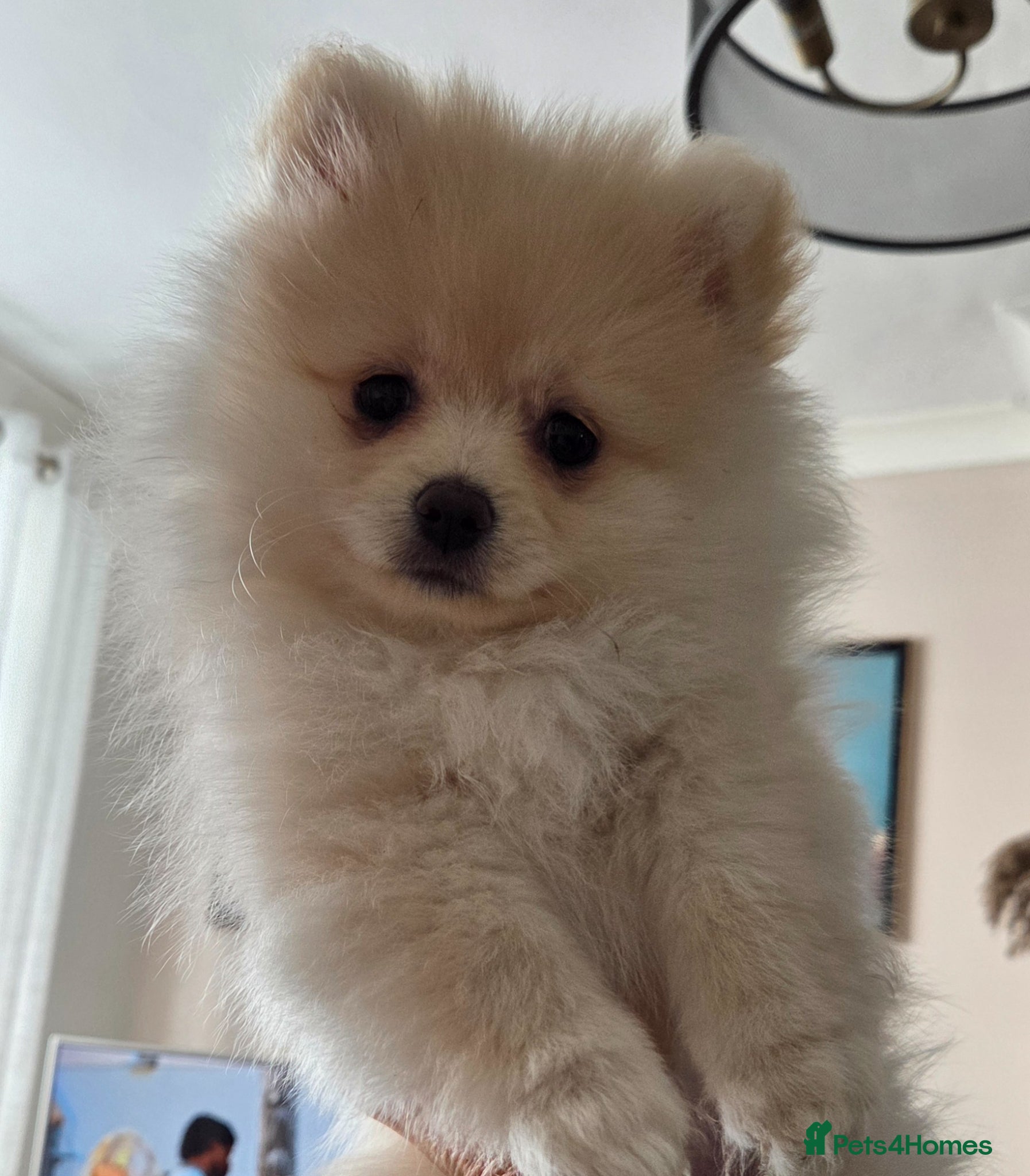 Pomeranian dogs Pomeranian babies - Advert 1