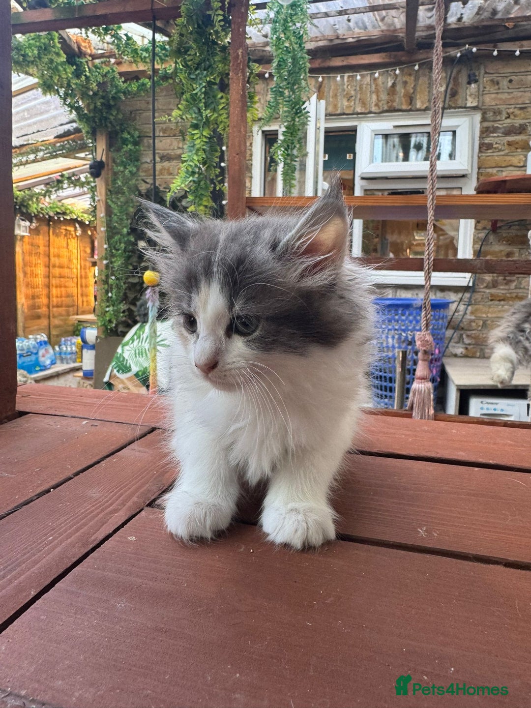 Mixed Breed cats for sale: Mix Mainecoon kittens - Image 12