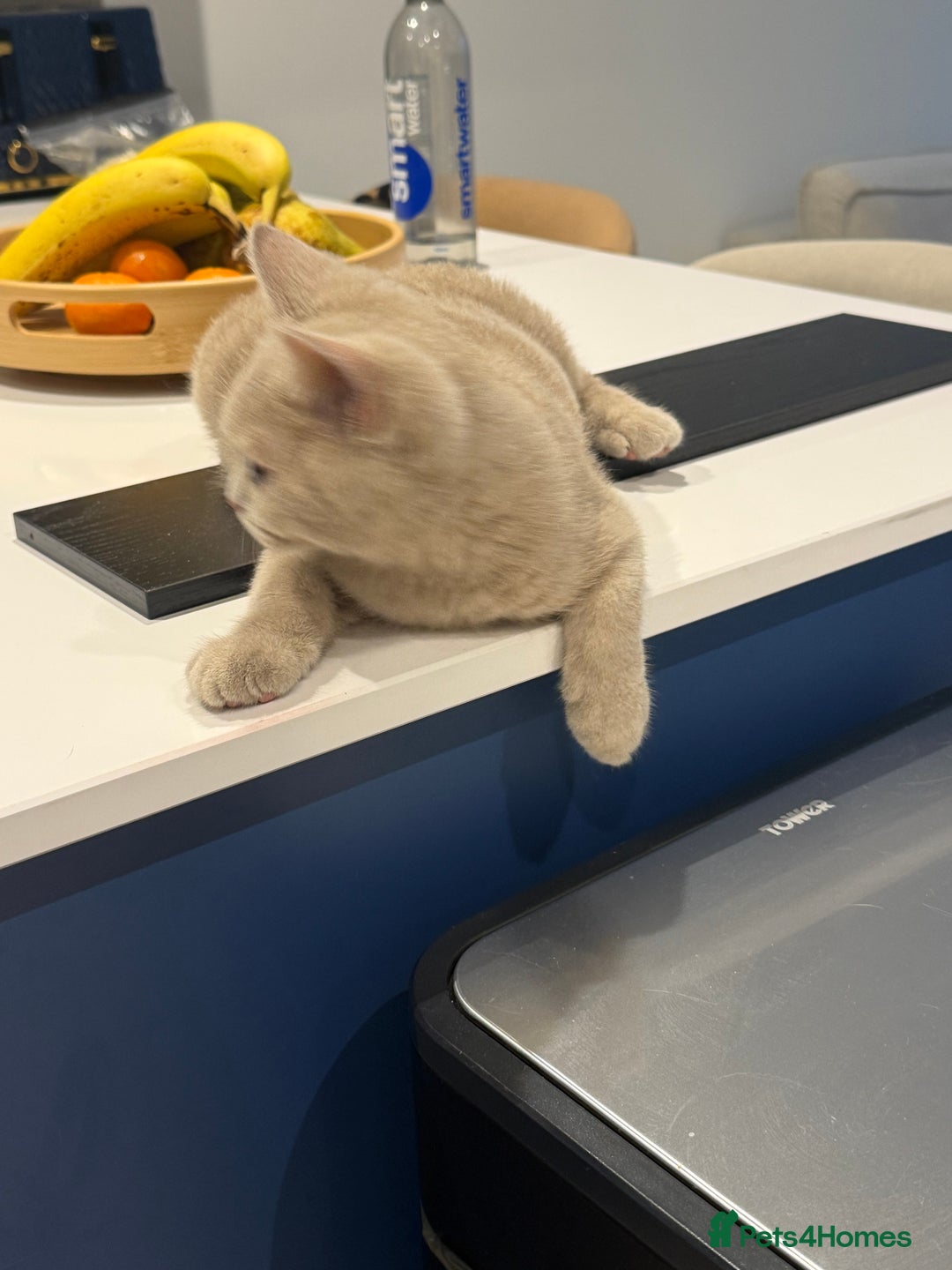 British Shorthair cats for sale: Beautiful British ShortHair Rare Fawn - Advert 23