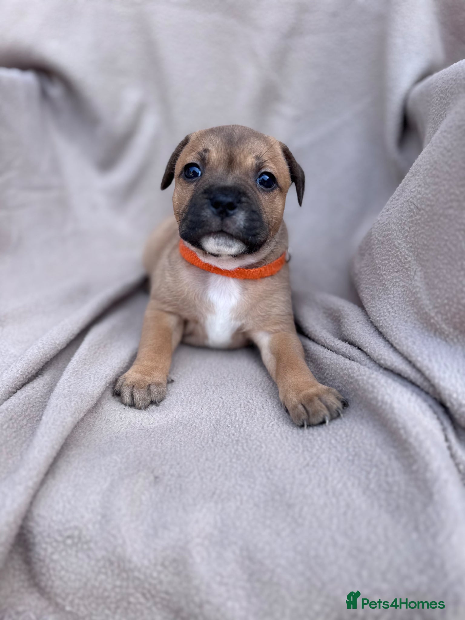 Staffordshire Bull Terrier dogs KC Staffordshire Bull Terrier - Advert 4