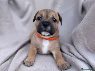 Staffordshire Bull Terrier dogs KC Staffordshire Bull Terrier - Advert 4
