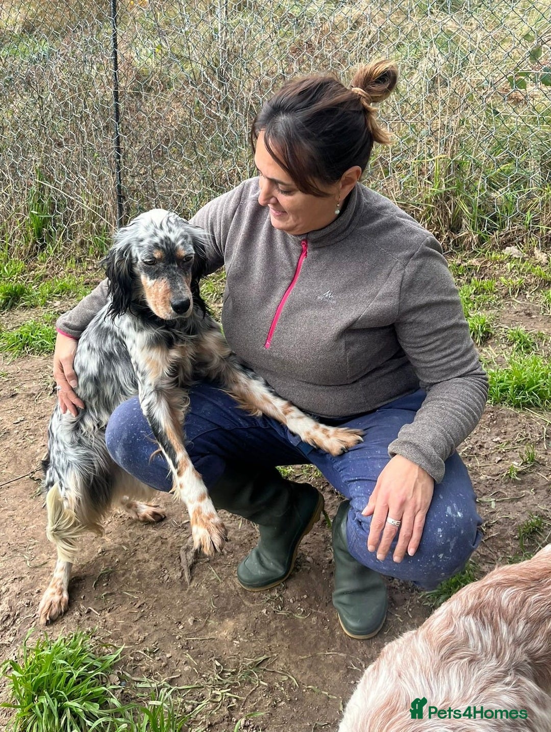 English Setter dogs for adoption: Lucera  - Advert 8