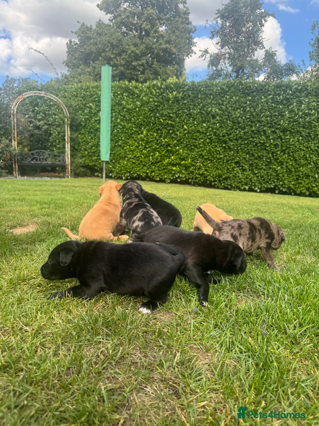 Mixed Breed dogs for sale: Puppies  - Image 6