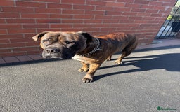 Mixed Breed dogs for sale: Bear bullmastiff x Staffordshire bull terrier - Image 4