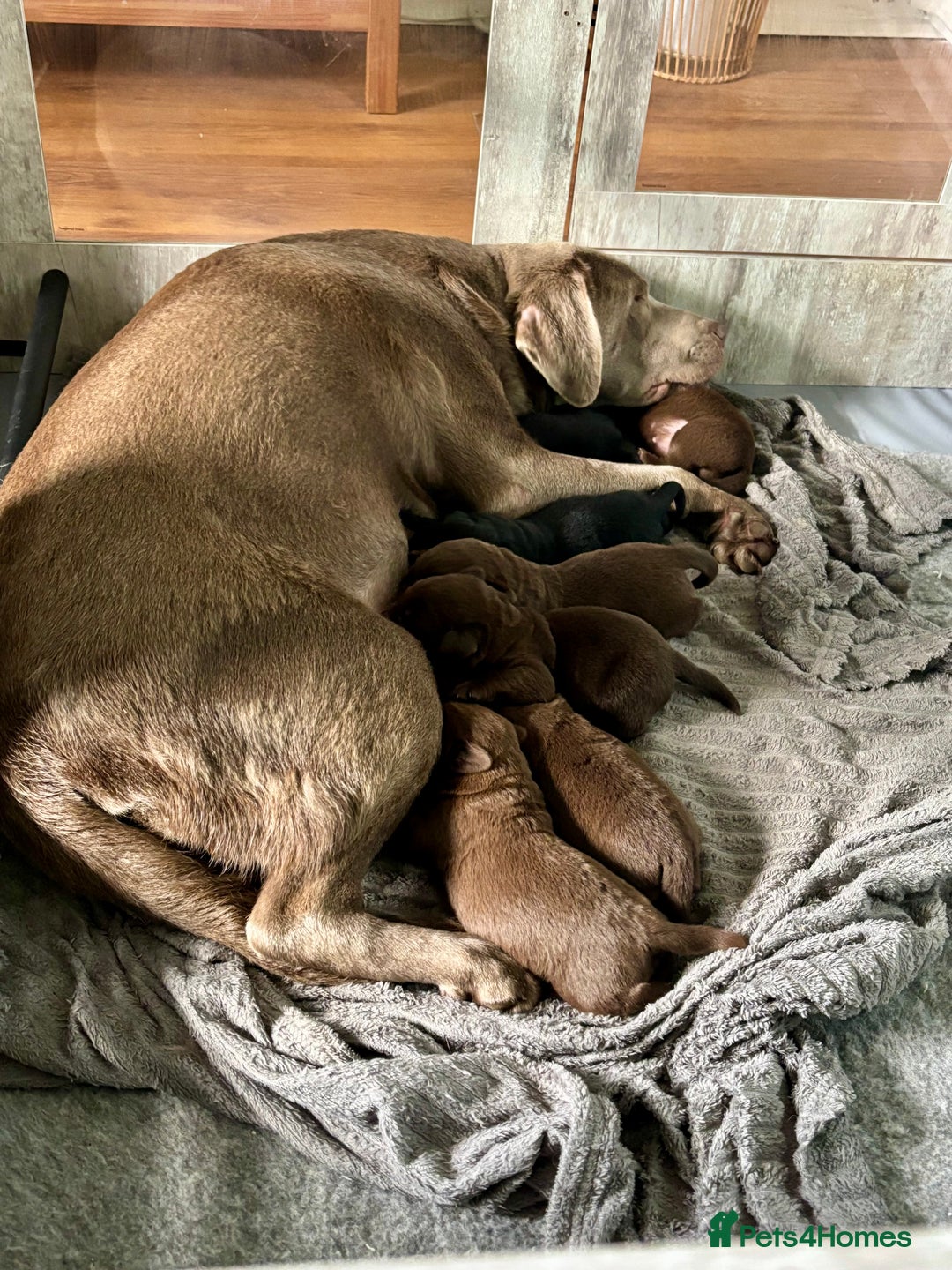 Labrador Retriever dogs for sale: Chocolate and Black Labrador Puppies - Advert 3