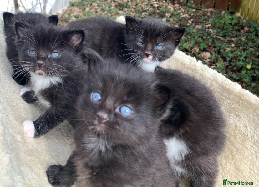 Ragdoll cats Ragdoll cross Siberian beautiful 6 kittens - Advert 1