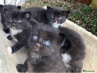 Ragdoll cats Ragdoll cross Siberian beautiful 6 kittens - Advert 1