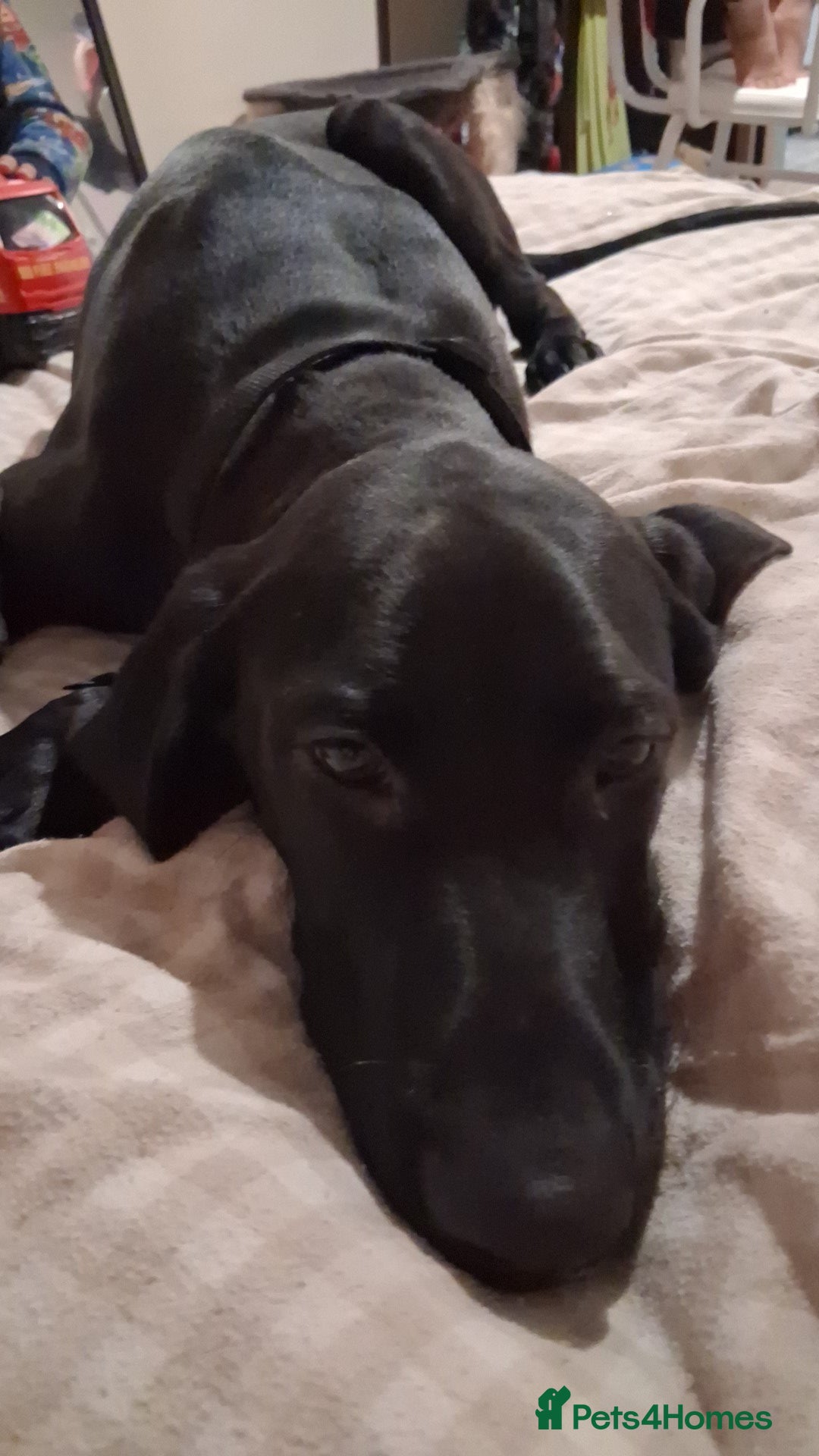 Mixed Breed dogs for sale: Weirnermer x Visla x GSP - Advert 5