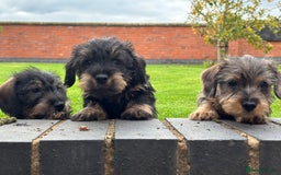 Miniature Dachshund dogs for sale: Wire Haired KC Miniature Dachshund  - Image 5