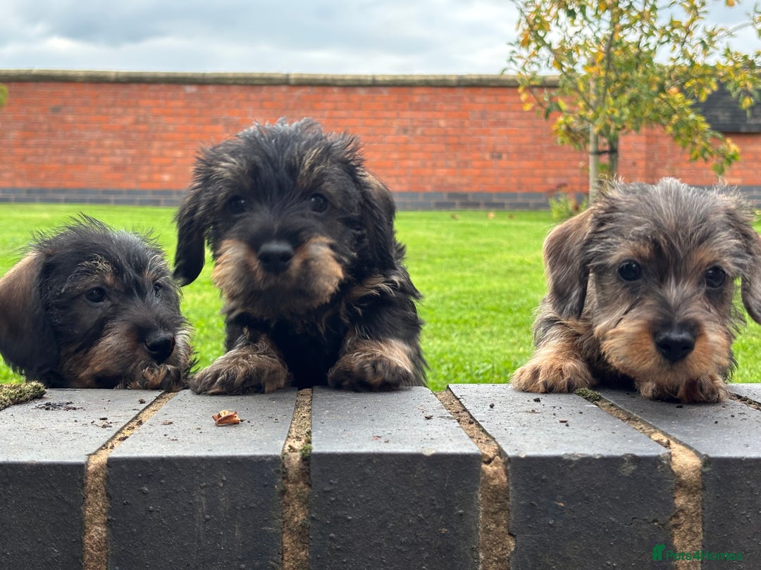Miniature Dachshund dogs for sale: Wire Haired KC Miniature Dachshund  - Image 5