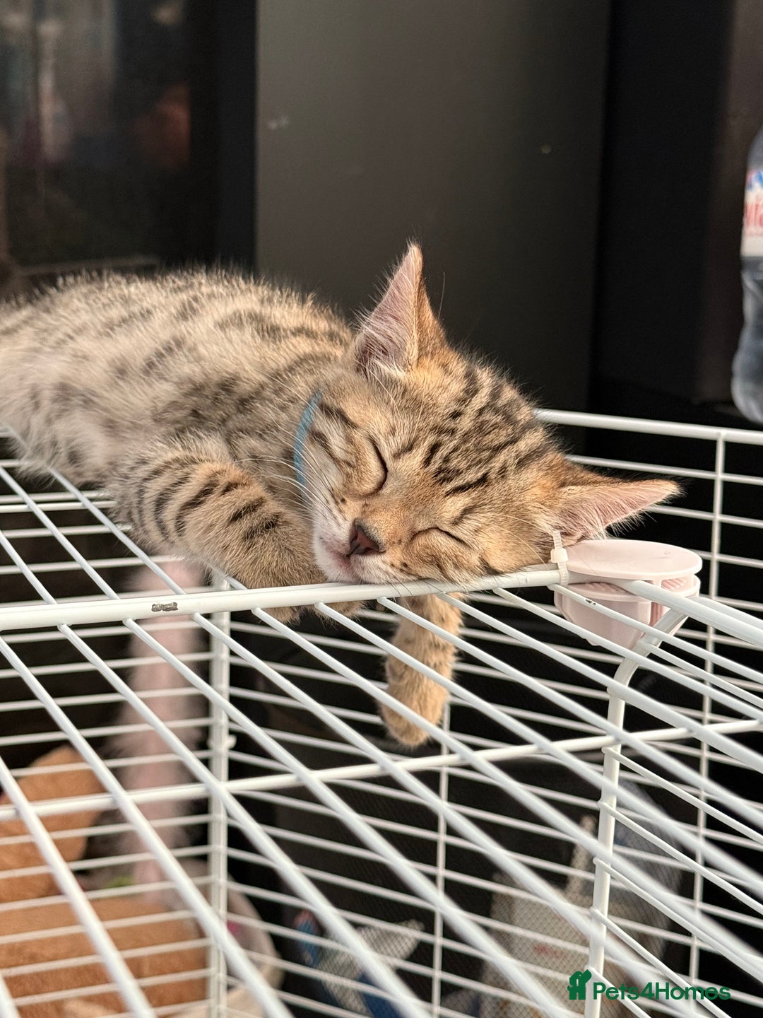 Bengal cats for sale: Three stunning Bengals reduced  - Image 22