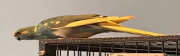Parrots birds for sale: Bonded  kakariki male and female 7 months old i - Advert 15