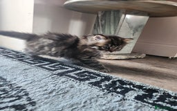 Mixed Breed cats for sale: Two Perdoll Female Kittens Looking for a Home - Image 25