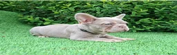 French Bulldog dogs for sale: Gorgeous French Bulldog Puppies  - Advert 8