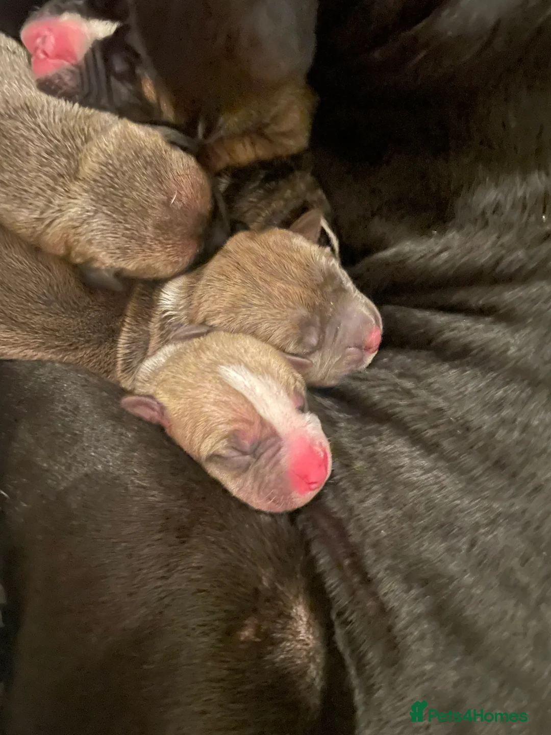 American Bully dogs for sale: ⭐️ 3/4 stunning Pocket bullys mix of colours ⭐️ - Advert 31