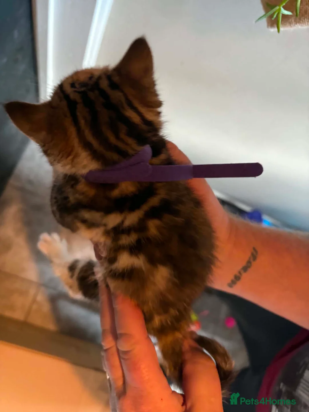 Mixed Breed cats for sale: Beautiful long haired Torbie x Bengal kittens - Advert 20