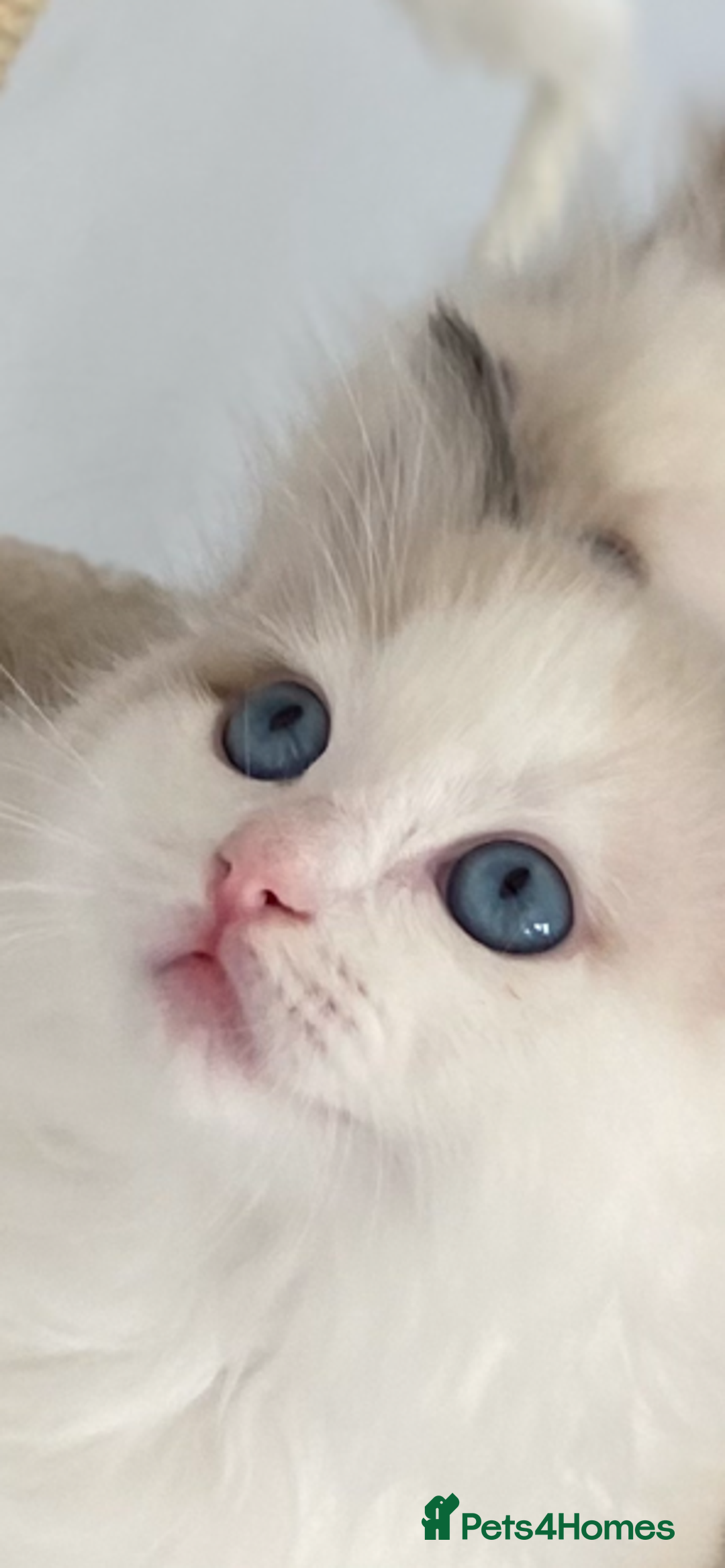 Ragdoll cats for sale: TICA REGISTERED PUREBRED RAGDOLL KITTENS AVAILABLE - Advert 11