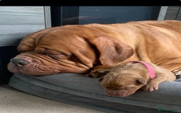 Dogue De Bordeaux dogs for sale: Beautiful chunky ddb puppies  - Image 7