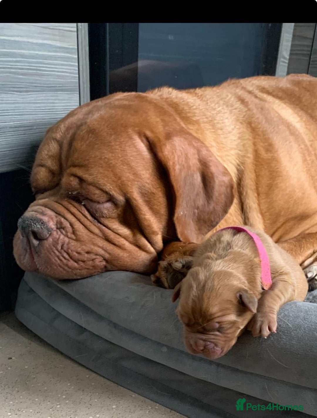 Dogue De Bordeaux dogs for sale: Beautiful chunky ddb puppies  - Image 7