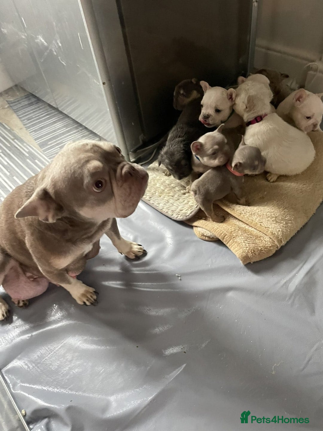 French Bulldog dogs for sale: New shade french bulldogs - Image 1