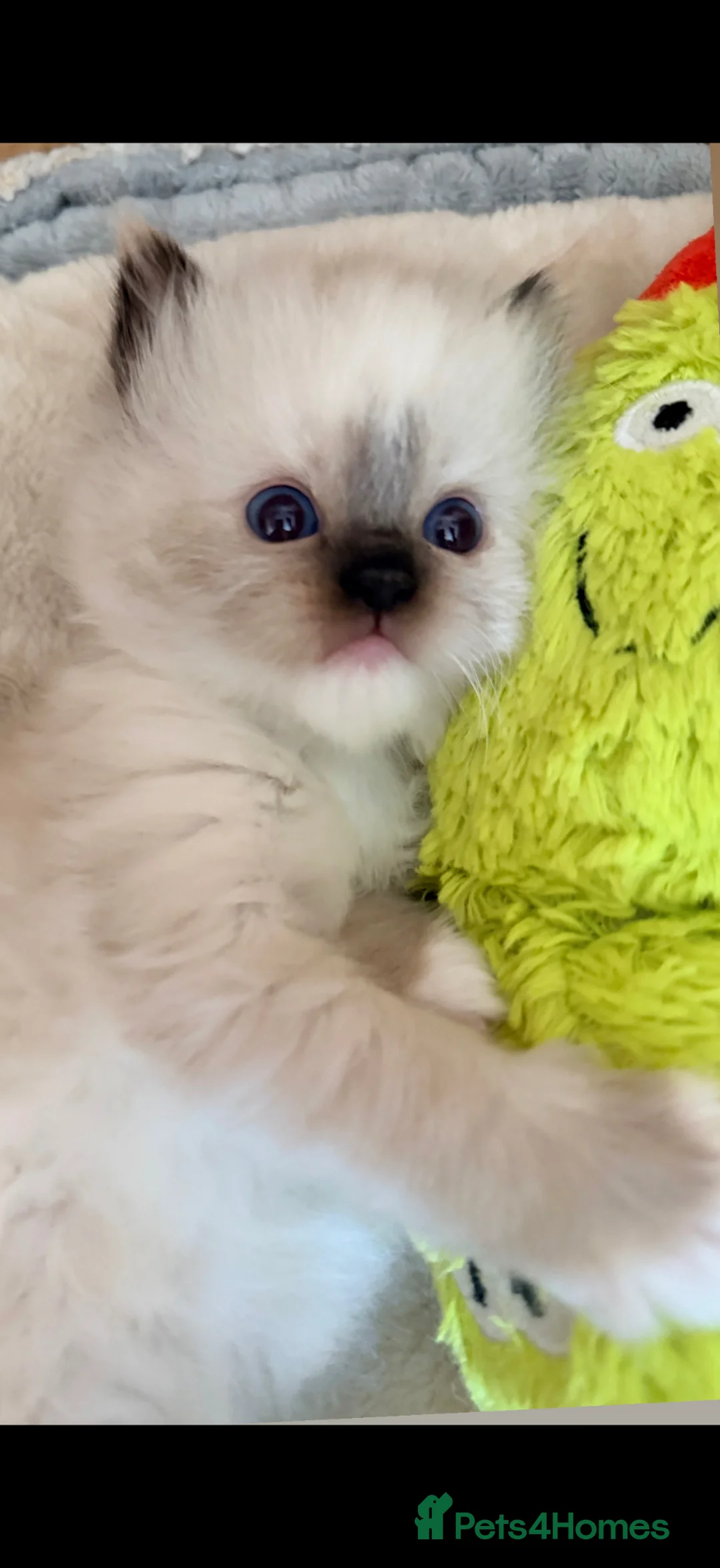 Ragdoll cats for sale: GCCF REGISTERED DNA TESTED PARENTS  - Advert 18