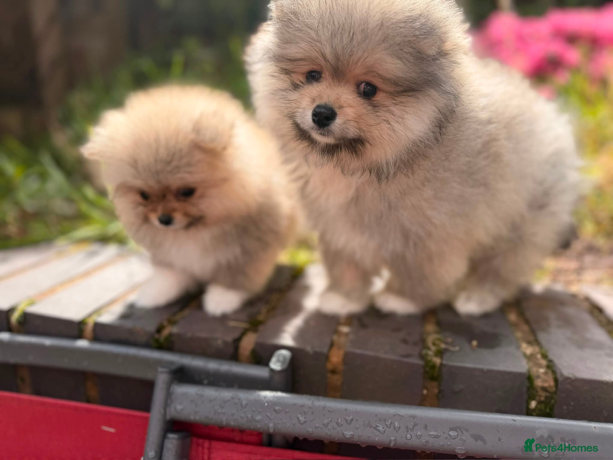 Pomeranian dogs Super fluffy Sable Pomeranians  - Advert 6