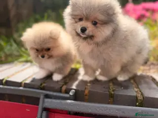 Pomeranian dogs Super fluffy Sable Pomeranians - Advert 6