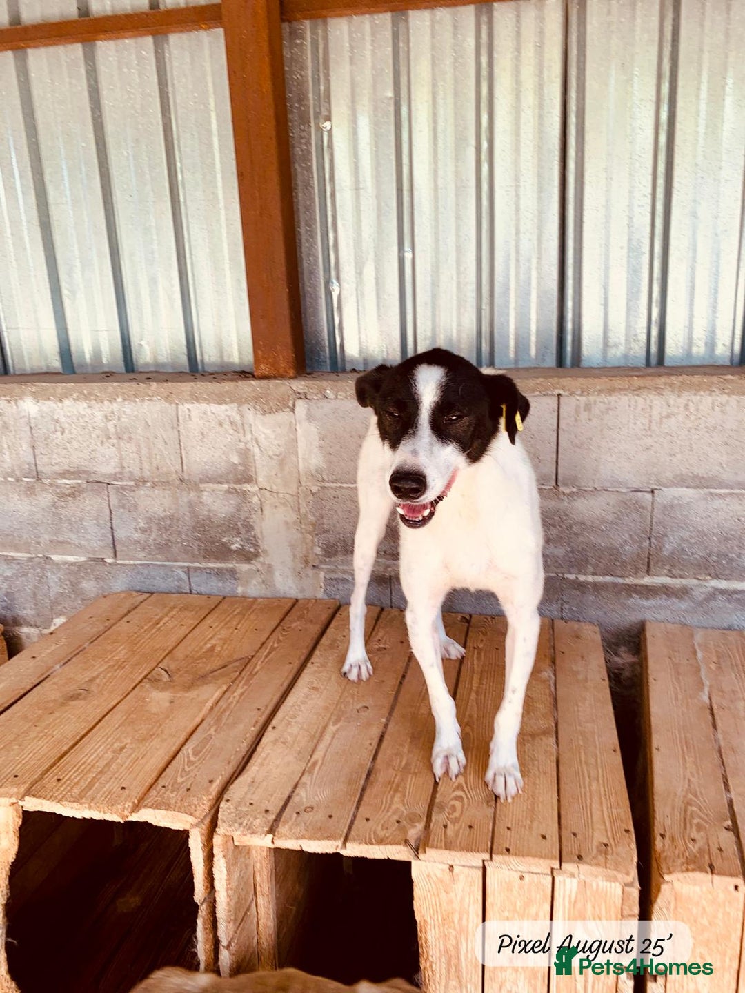 Mixed Breed dogs for adoption: Pixel, 3-4 yrs old. Available for adoption. - Image 23