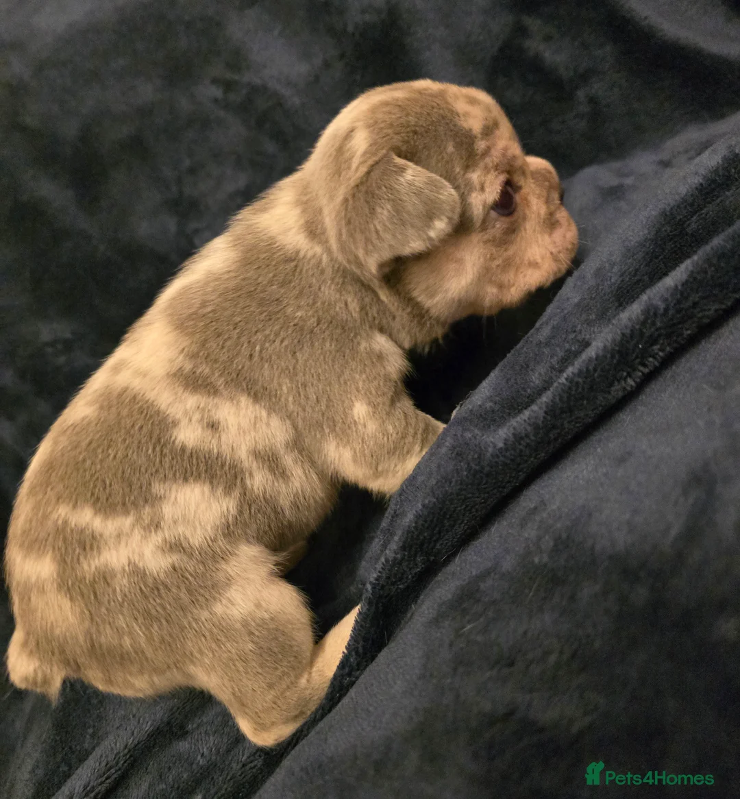 French Bulldog dogs for sale: Chunky Frenchie Puppies  - Advert 31