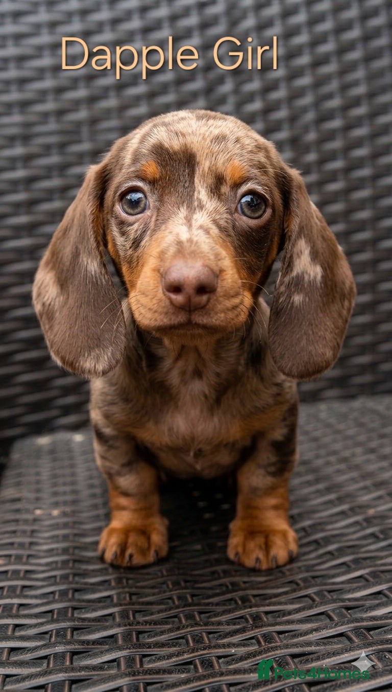 Miniature Dachshund dogs ❤️Beautiful daschunds babys❤️ - Advert 10