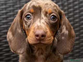 Miniature Dachshund dogs ❤️Beautiful daschunds babys❤️ - Advert 10