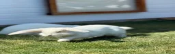 French Lop rabbits for sale: Blue-Eyed White French Lop Giant Rabbits for Sale - Advert 4