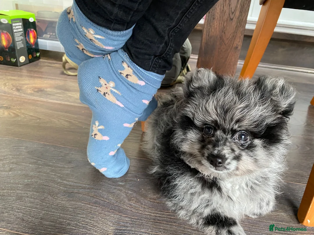 Pomeranian dogs for stud: NEXT GEN BLUE MERLE POM PUPS INCOMING - Advert 8