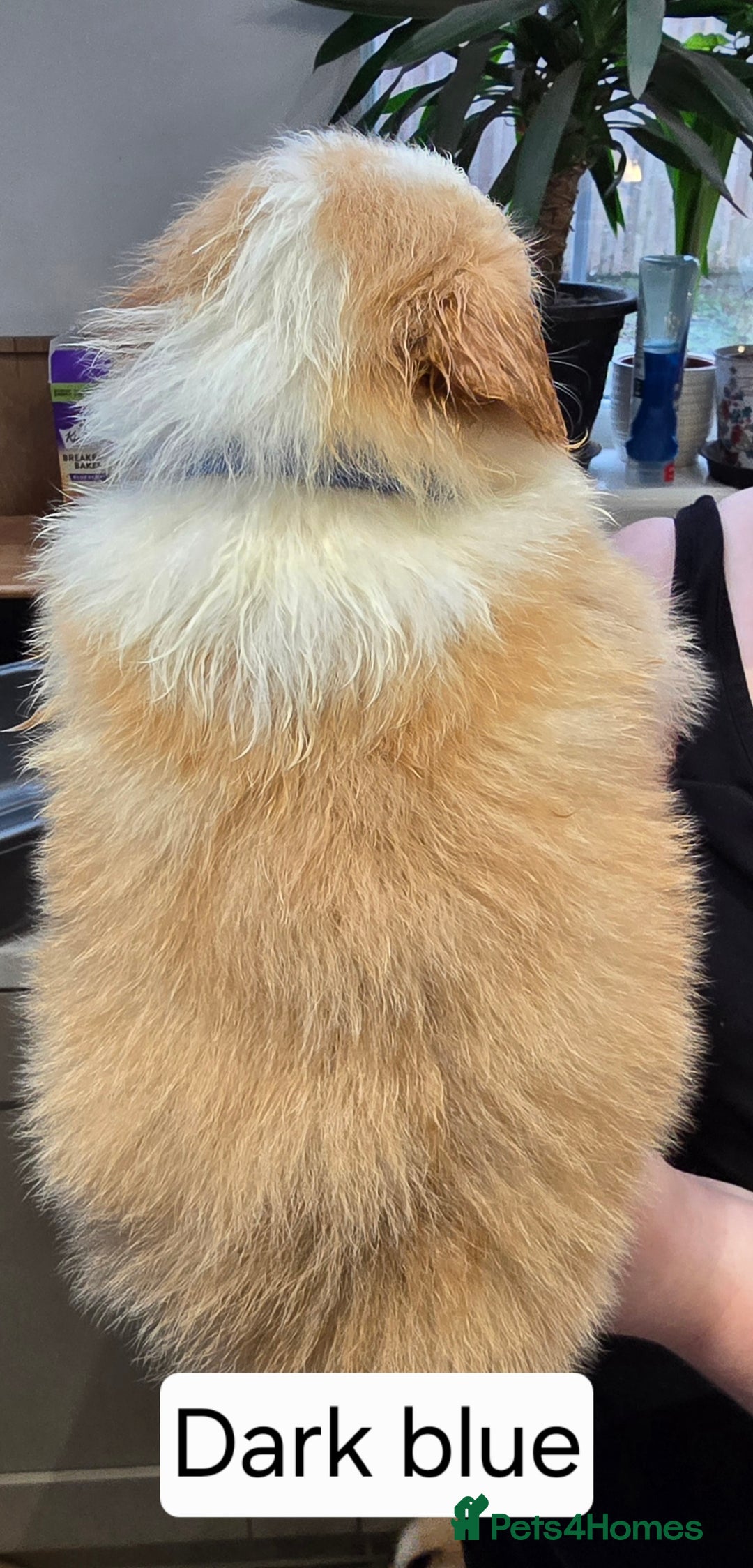 Border Collie dogs for sale: Beautiful EE-Red/Golden Long Haired Border Collies - Advert 18