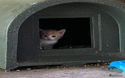 Mixed Breed cats for sale: Ginger & white kittens  in Cullompton - Image 3