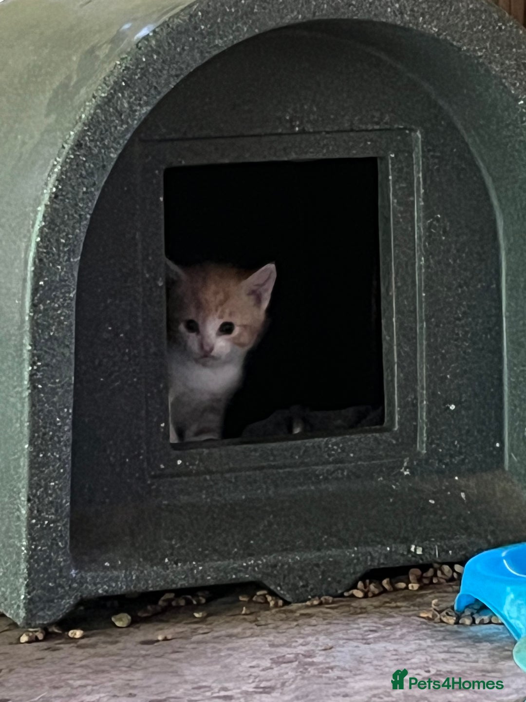 Mixed Breed cats for sale: Ginger & white kittens  in Cullompton - Image 3