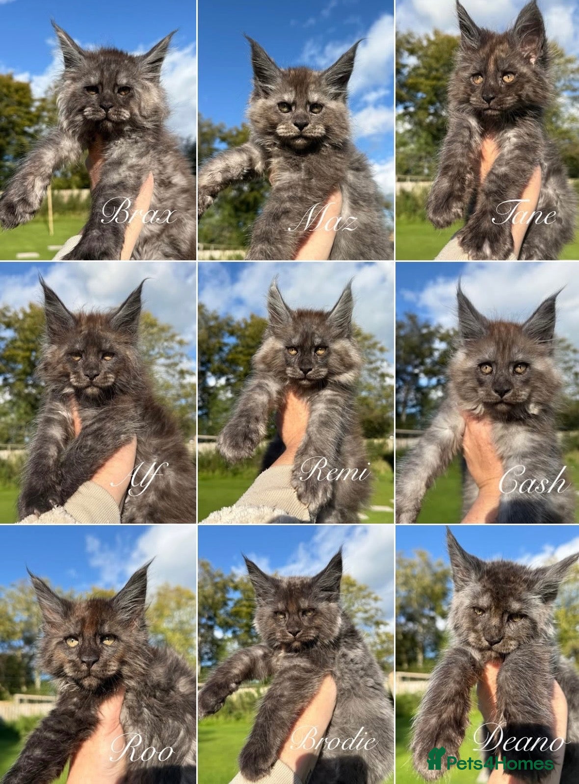 Maine Coon cats 9 STUNNING BLACK SMOKE MAINE COON CUBS  - Advert 1