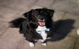 Sprollie dogs for sale: Dog in need of rehoming - Advert 6