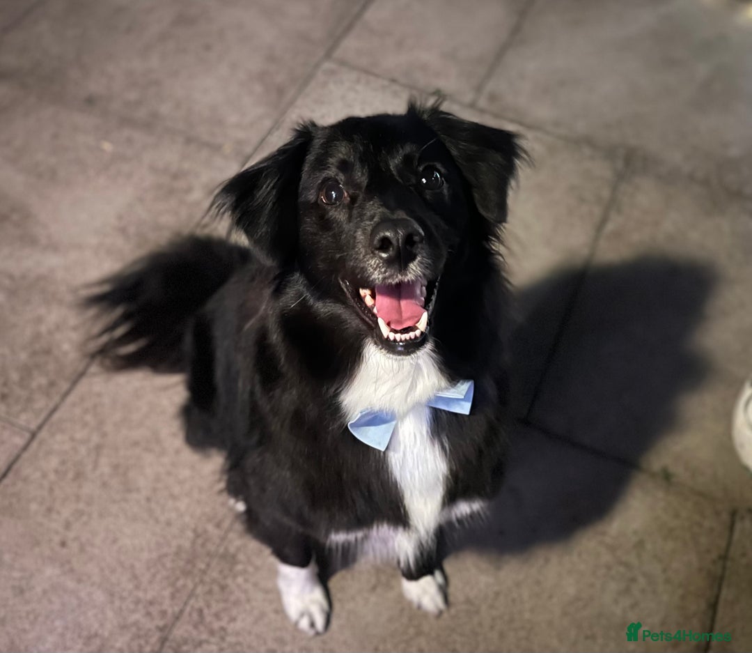 Sprollie dogs for sale: Dog in need of rehoming - Advert 6