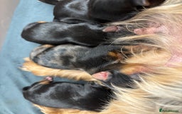 Yorkshire Terrier dogs for sale: Yorkshire terrier - Image 6