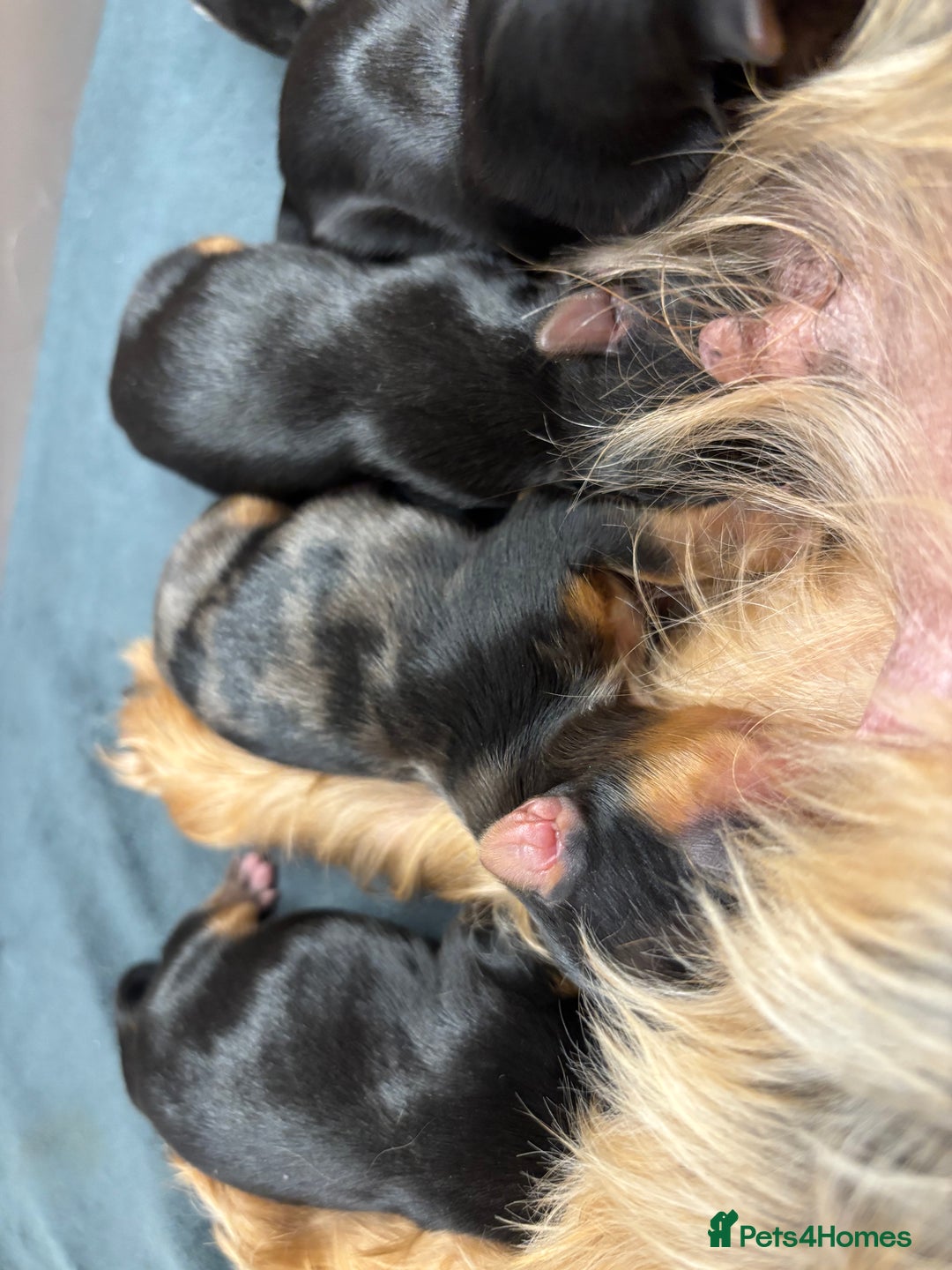 Yorkshire Terrier dogs for sale: Yorkshire terrier - Image 6