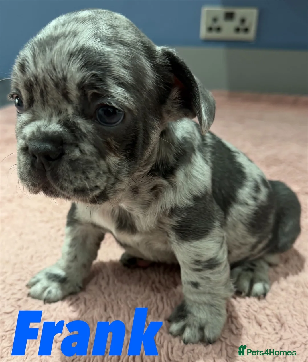 French Bulldog dogs for sale: French bulldog puppies - ready end of feb - Advert 12