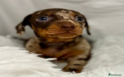Miniature Dachshund dogs for sale: Stunning miniature dachshunds - Image 10