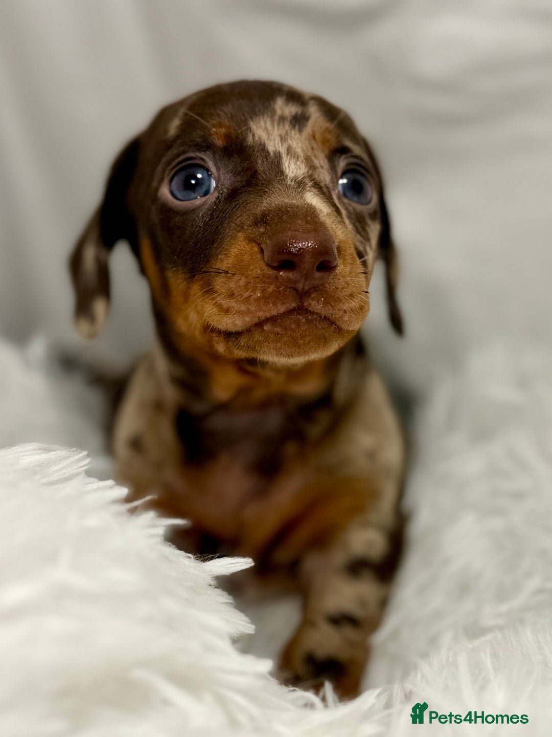 Miniature Dachshund dogs for sale: Stunning miniature dachshunds - Image 10