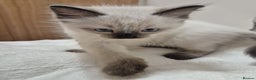 Ragdoll cats for sale: 2 Male Sealpoints ready to leave on 16th Dec - Advert 4