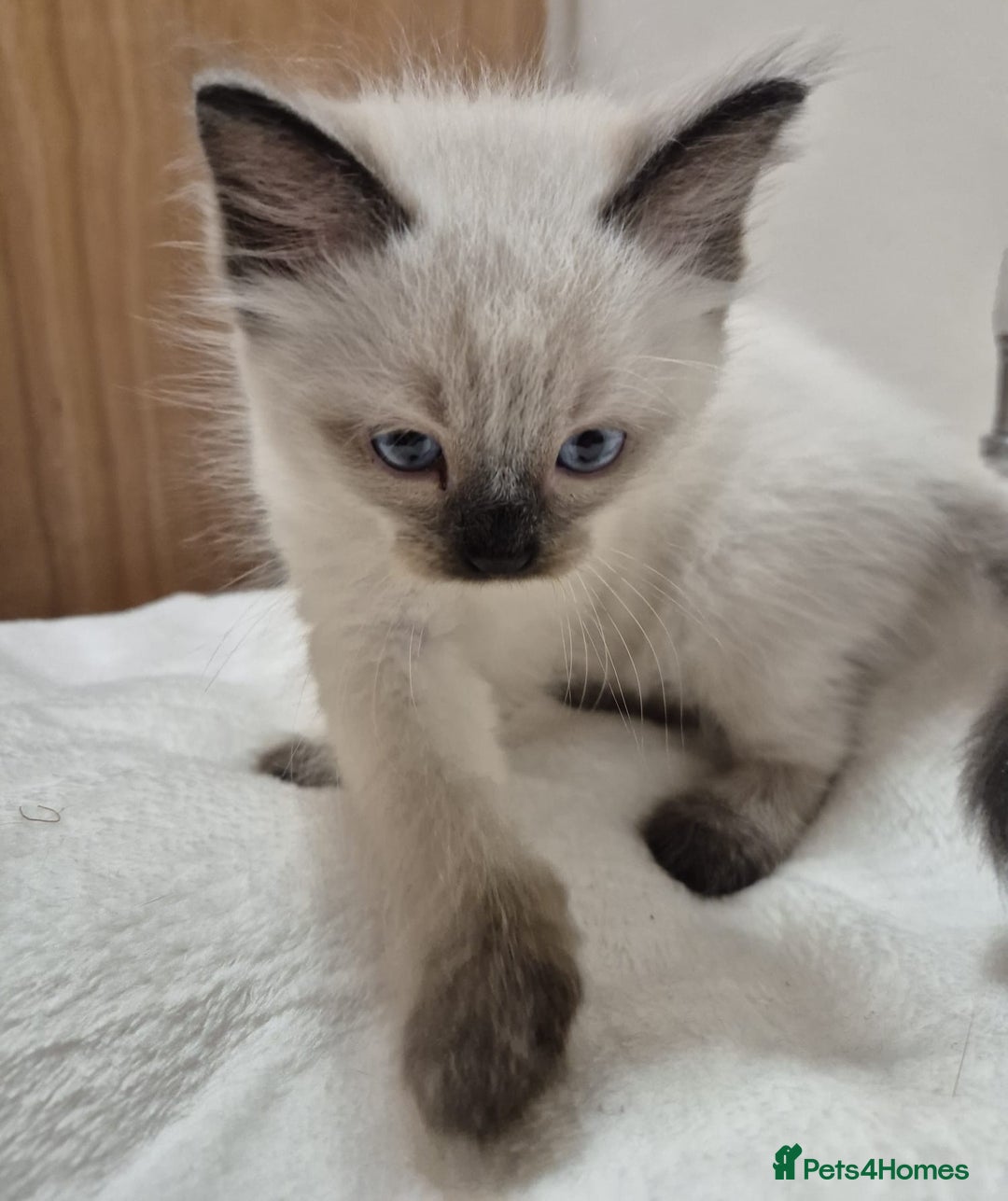 Ragdoll cats for sale: 2 Male Sealpoints ready to leave on 16th Dec - Advert 4