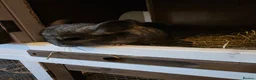Chinchilla rodents for sale: Cutest baby chinchillas!  - Advert 10