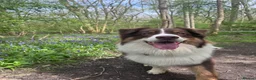 Australian Shepherd dogs for stud: Tri Red Australian Shepherd  in Bedford - Advert 5