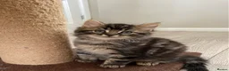 British Longhair cats for sale: 4 adorable kittens - Advert 13