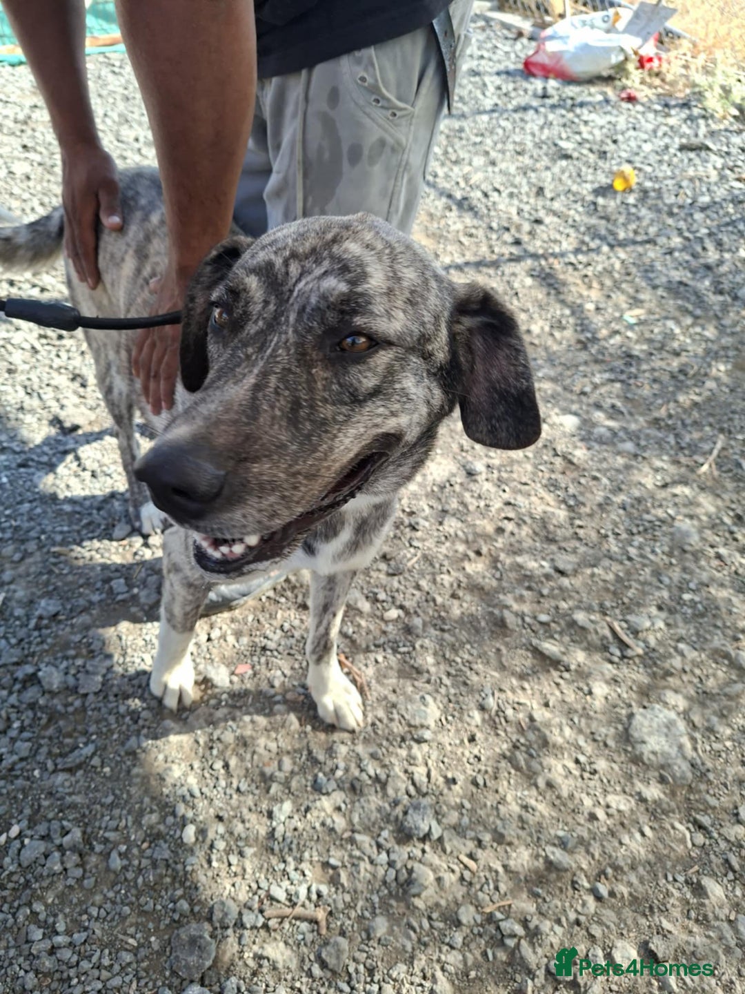 Mixed Breed dogs for adoption: Judie is searching for her forever home  - Image 5